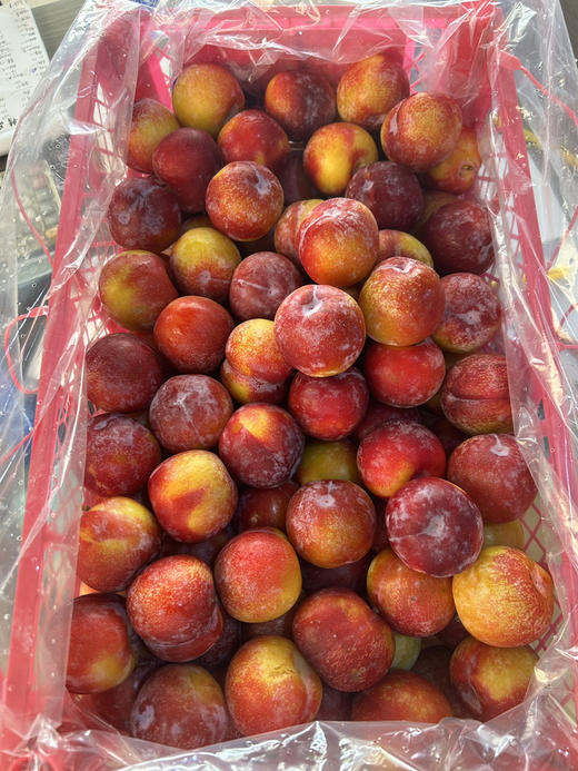 【宏丰精选】 太阳李，脆甜，籽小肉厚 爆汁，活动价19.8元一斤 商品图3