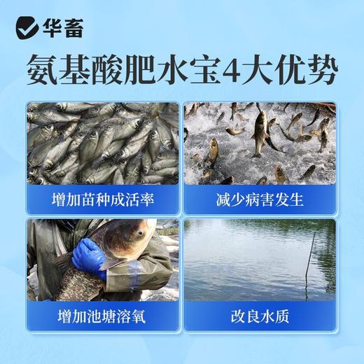 华畜肥水宝浓缩氨基酸肥水鱼虾蟹鱼塘低温肥水膏水产养殖硅藻肥水 商品图3