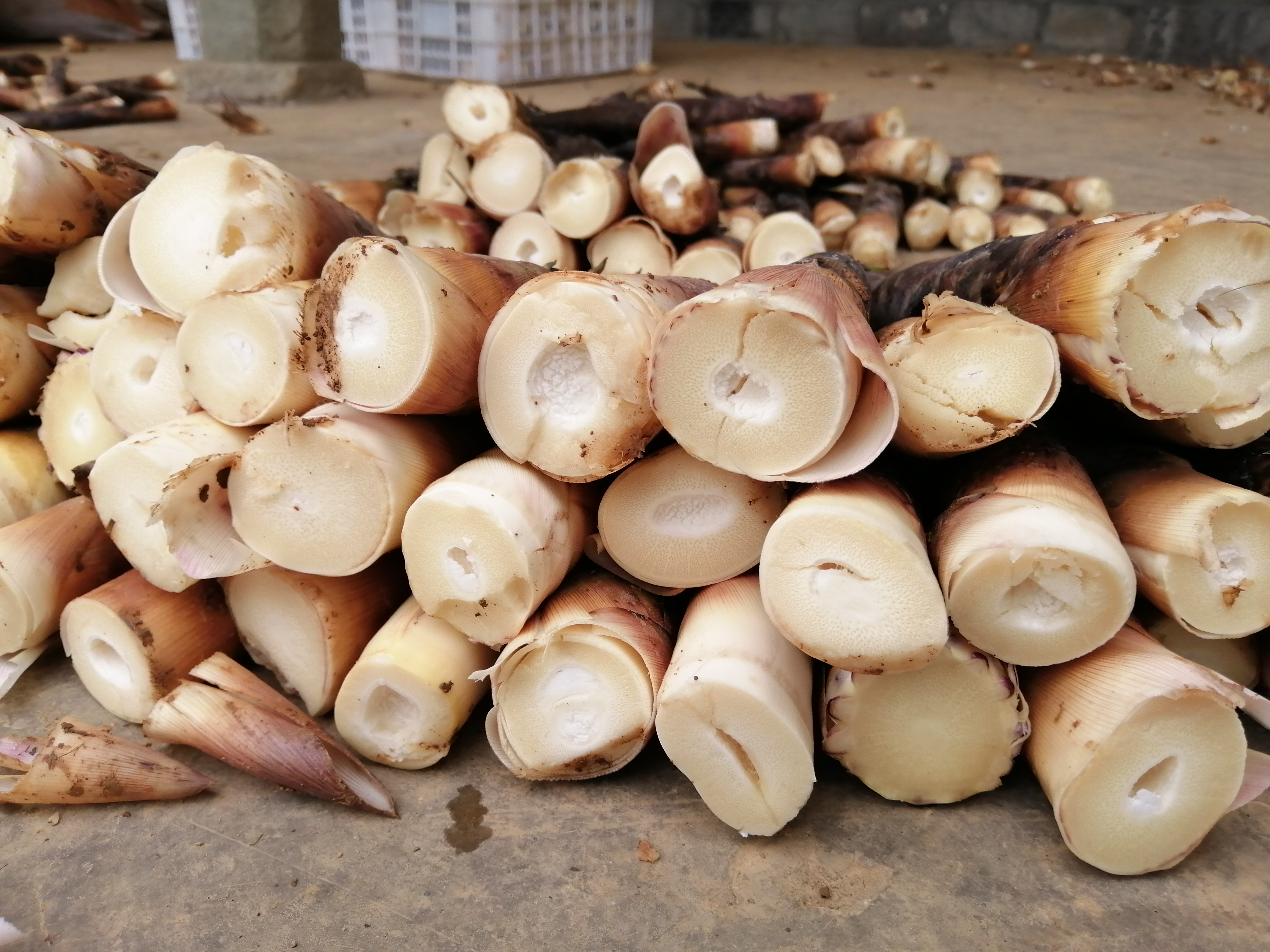 【四川 雷竹笋】