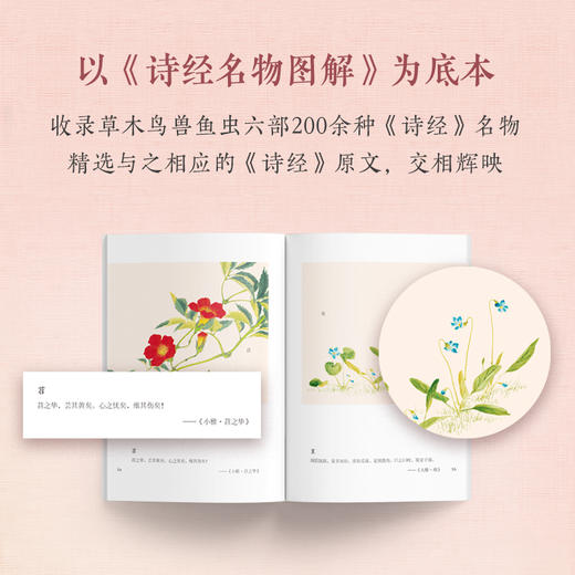 诗经里的草木鸟兽鱼虫 商品图2