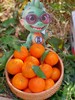 【云南高原虎柑】果肉细嫩化渣，瓤皮薄如蝉翼，补充维C不二之选-CC 商品缩略图6