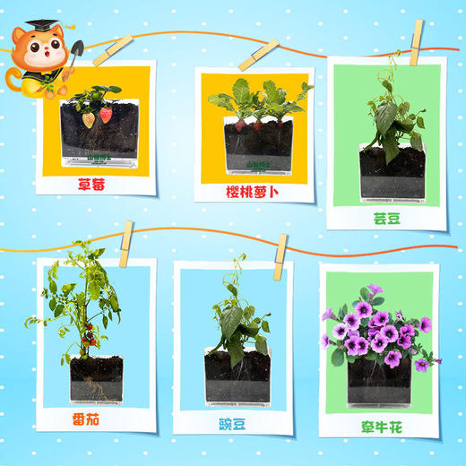19.9秒❗️植物观察盒6种植物 山猫博士儿童植物观察窗 种子发芽生长宝宝种植迷你小盆栽幼儿绿植 商品图4