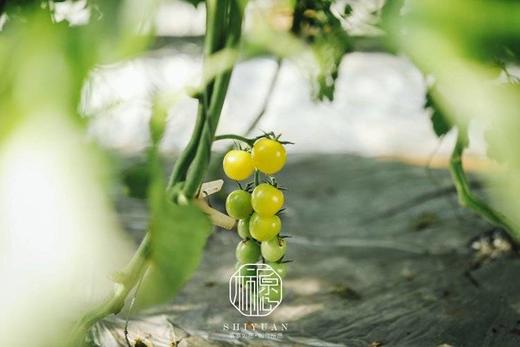 【黄色樱桃小番茄】口感正宗 酸甜多汁，果肉细腻，细腻的果肉咬一口，汁水四溢，夹杂着一丝丝酸味，回味香甜怡-CC 商品图4