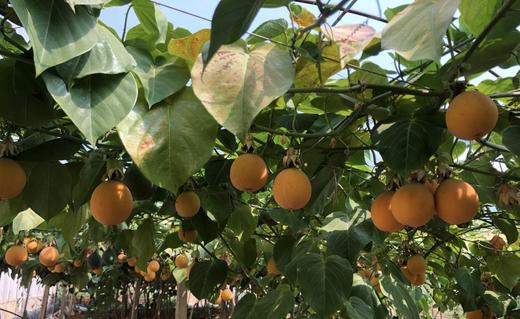 【云南热情果】水润香甜，果香独特，果肉很甜不酸，果肉QQ弹滑-CC 商品图2