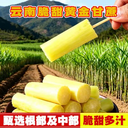 云巅甄选黄金甘蔗段（熟制） 商品图1