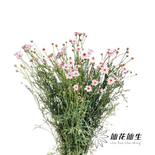 小菊 | 玛格丽特草莓心 商品图2