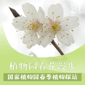 「04月19日 周日上午」植物园春花漫步 · 植物园春季植物探访