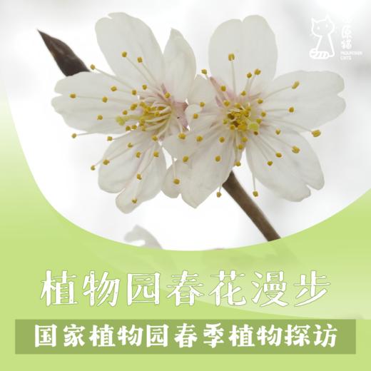「04月19日 周日上午」植物园春花漫步 · 植物园春季植物探访 商品图0