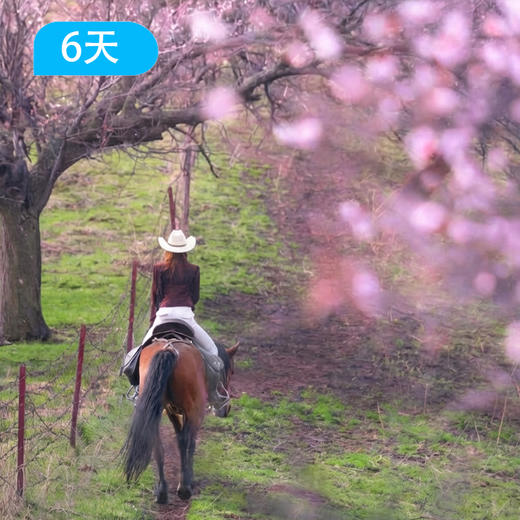 马背·骑跃世界｜库尔德宁+吐尔根杏花沟策马寻花6日 商品图4