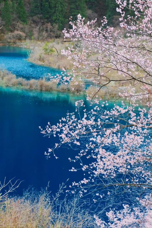 【五一华为专团】奢游成都+九寨+黄龙山水鉴赏5天4晚 商品图4