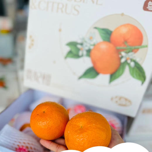 石家庄优选仓库速达，高山贵妃柑，皮薄多汁，果肉细腻，甜度高水汽大，柑橘香气浓郁，净重4.2斤左右礼盒装 商品图5