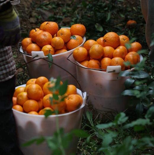【巅果演义】花香蜜柑 咬一口就像在喝柑橘味果冻 商品图4