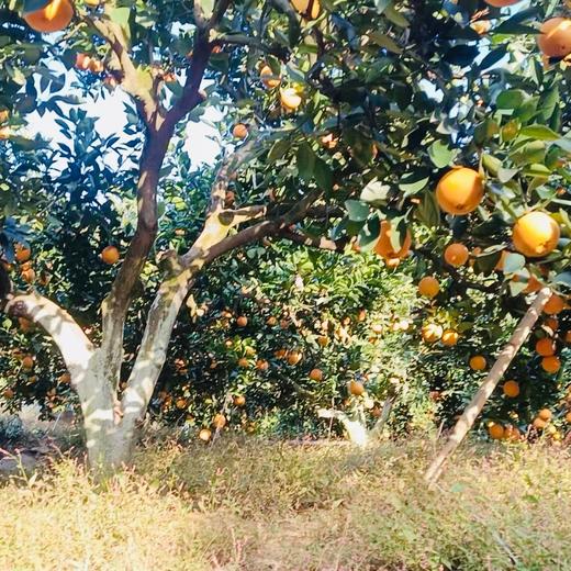 010脐橙果酱 天然果香 原料放心 不添加果胶防腐剂 放心吃 低温慢熬 酸甜可口 商品图10