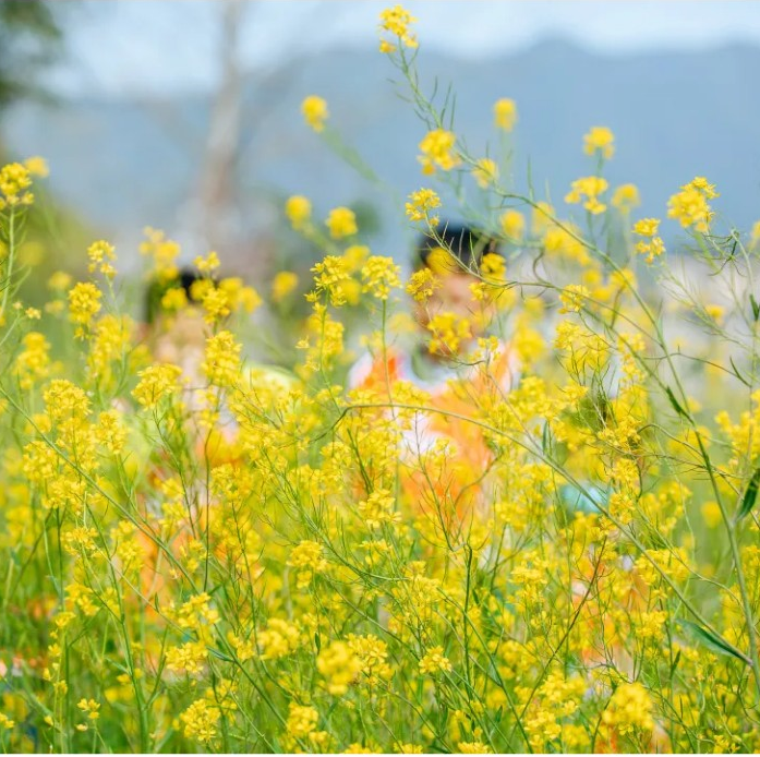 妈妈半日闲|跟着太平年上春山 · 吴越人文轻徒步活动