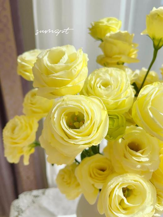 【稀有洋桔梗.双倍满足】奶黄洋桔梗7-10朵+粉色系洋桔梗8-10朵/份 商品图4