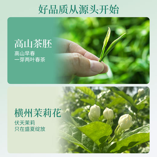 ZS与辉同行同款茉莉绿茶系列【谢大高】 茉莉春雪&茉莉雪竹&茉莉飘雪  商品图8