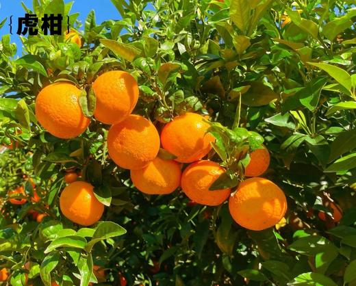 【云南高原虎柑】果肉细嫩化渣，瓤皮薄如蝉翼，补充维C不二之选-CC 商品图4