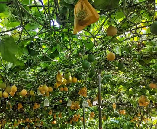 【云南热情果】水润香甜，果香独特，果肉很甜不酸，果肉QQ弹滑-CC 商品图5