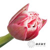 国产郁金香 | 樱桃千层酥 商品缩略图4