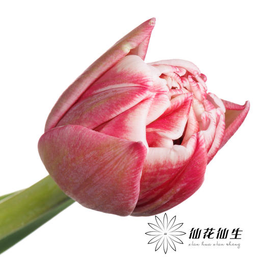 国产郁金香 | 樱桃千层酥 商品图4