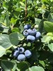【会员54/斤】丹东花香蓝莓 果径20mm+ 商品缩略图1