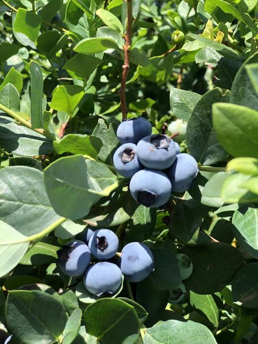 【会员54/斤】丹东花香蓝莓 果径20mm+ 商品图1