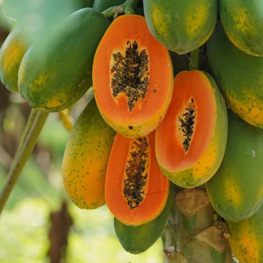 海南树上熟牛奶红心木瓜 商品图5