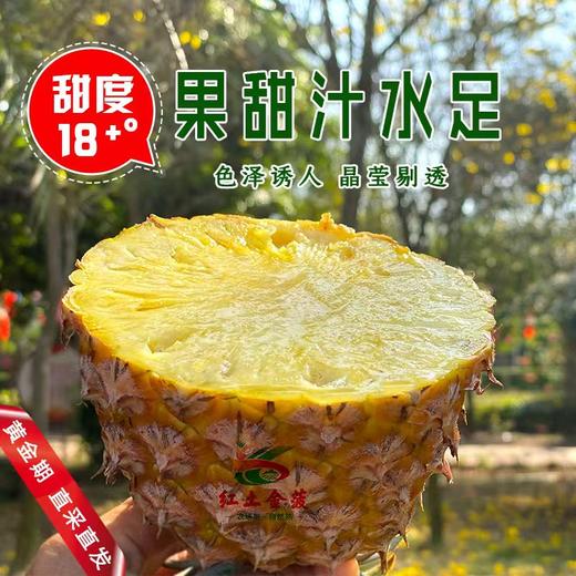 【广垦优品】广垦红星农场 | 红土金菠金钻凤梨 | 脆爽多汁 | 多规格选择 商品图4