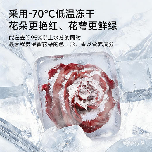 墨红玫瑰冻干花茶 | 精选头茬云南墨红玫瑰，可以喝的“容颜不老玫瑰花 商品图2