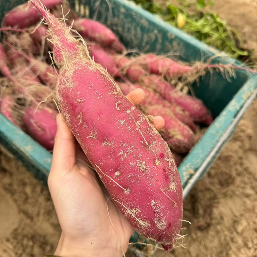 海南木兰紫金栗地瓜（500克） 商品图3