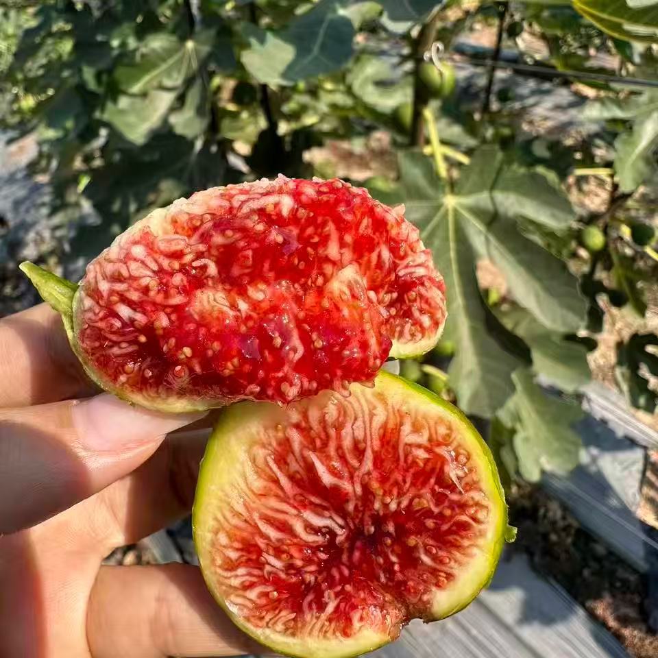 极客无花果•青皮丨 青皮无花果，个头偏小，皮薄如纸，肉质柔软糯，风味甜美。及时签收，到货当天食用完毕，吃不完冷冻保存，切勿存放！⭐️顺丰空运