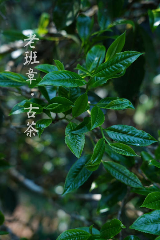 2026【老班章头春】霸气直入人心，今年老班章的第一口鲜！ 商品图1