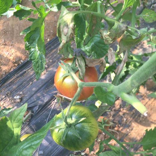 【限量福利29.99元/3斤包邮】鸿翠园 有机草莓柿子（有机铁柿子） 商品图3