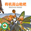 攀枝花米易高山有机枇杷 早钟枇杷新鲜应季水果产地顺丰发货 商品缩略图0