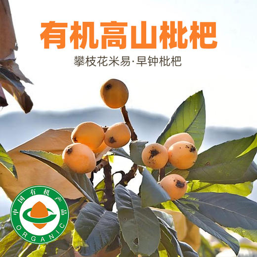 攀枝花米易高山有机枇杷 早钟枇杷新鲜应季水果产地顺丰发货 商品图0
