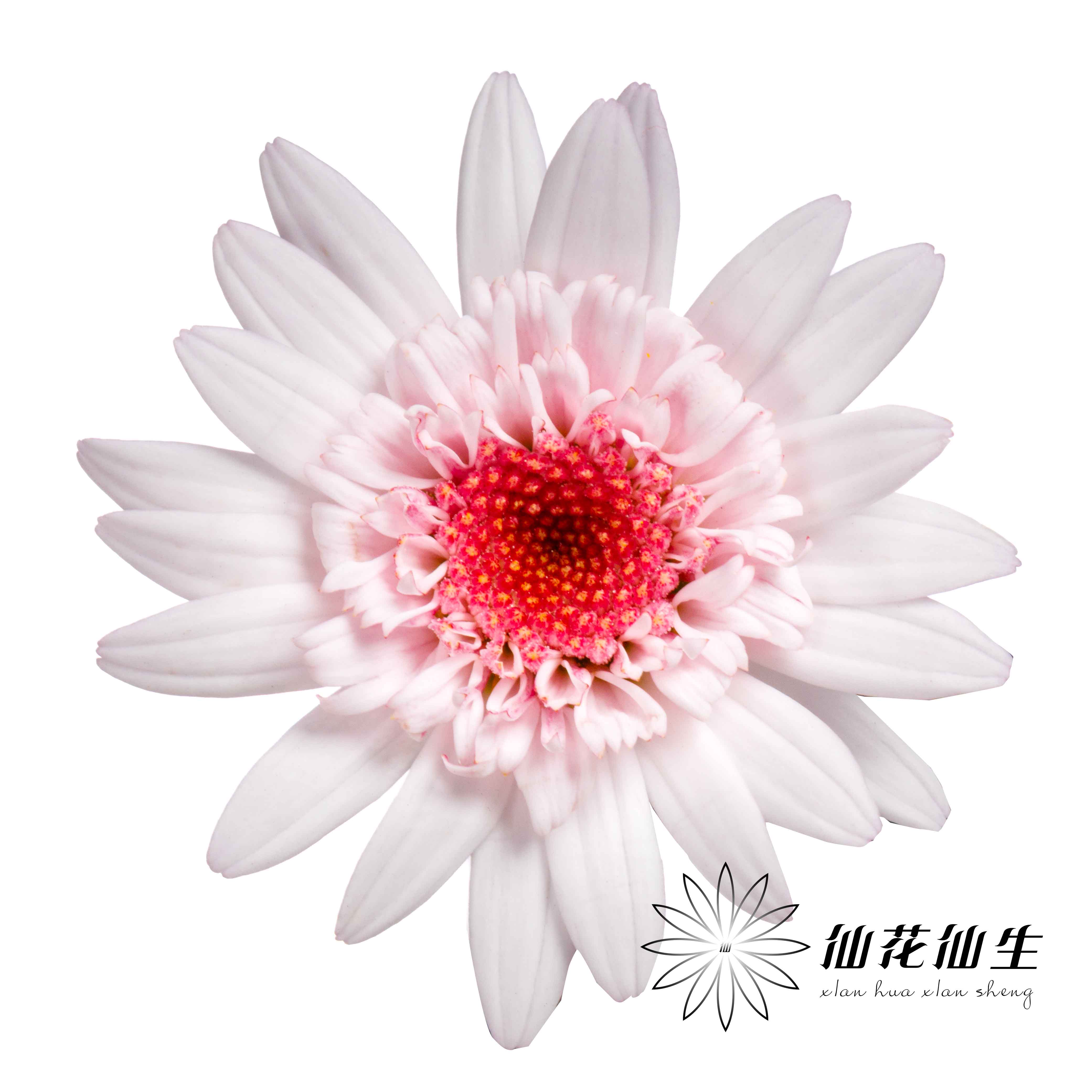 小菊 | 玛格丽特草莓心