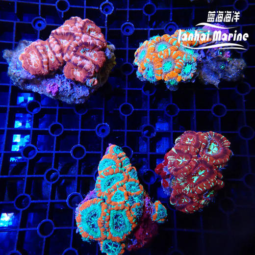 彩色糖果脑 商品图1