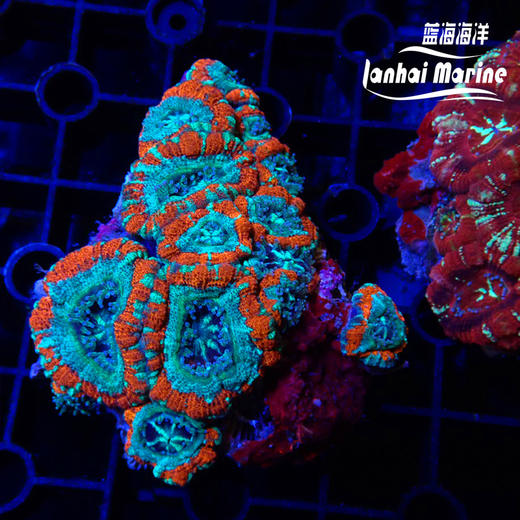 彩色糖果脑 商品图4