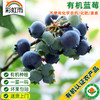新鲜 有机泊里蓝莓 125g 头茬鲜果  有机认证 京津冀满百包邮 商品缩略图0