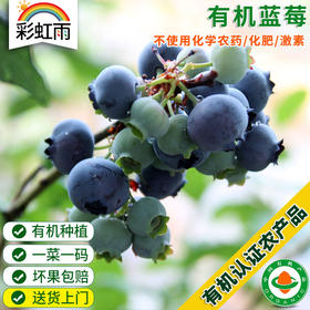 新鲜 有机泊里蓝莓 125g 头茬鲜果  有机认证 京津冀满百包邮