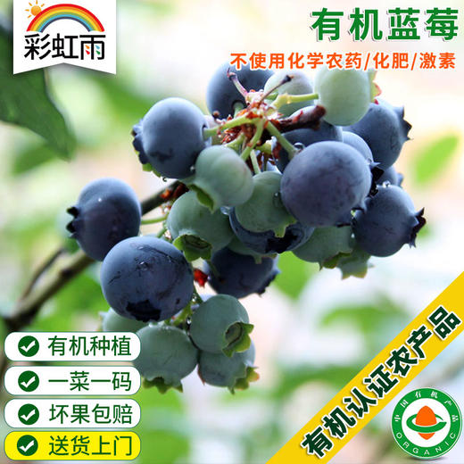 新鲜 有机泊里蓝莓 125g 头茬鲜果  有机认证 京津冀满百包邮 商品图0