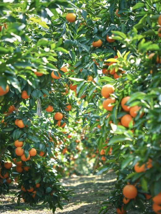 【云南高原虎柑】果肉细嫩化渣，瓤皮薄如蝉翼，补充维C不二之选-CC 商品图8