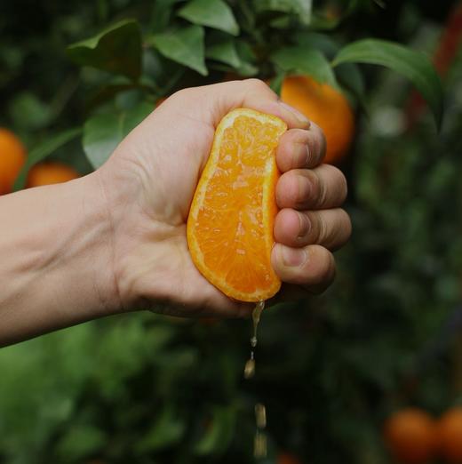 【巅果演义】花香蜜柑 咬一口就像在喝柑橘味果冻 商品图6