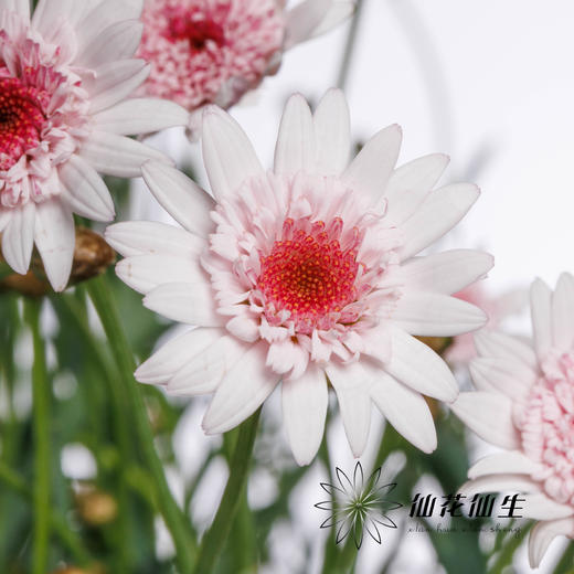 小菊 | 玛格丽特草莓心 商品图3