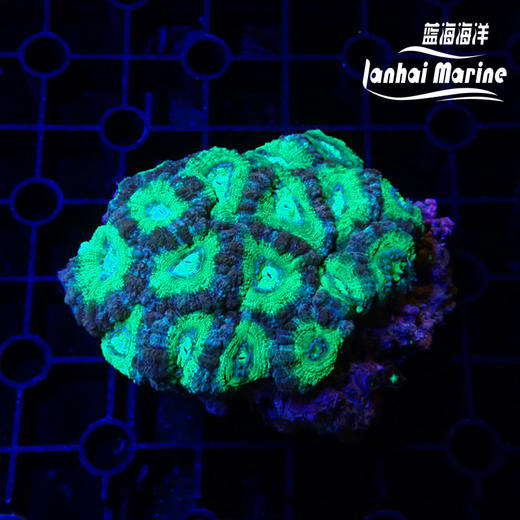 彩色糖果脑 商品图2