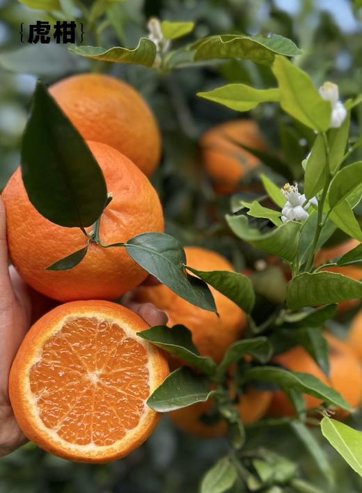 【云南高原虎柑】果肉细嫩化渣，瓤皮薄如蝉翼，补充维C不二之选-CC 商品图0