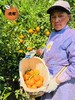 【云南高原虎柑】果肉细嫩化渣，瓤皮薄如蝉翼，补充维C不二之选-CC 商品缩略图1