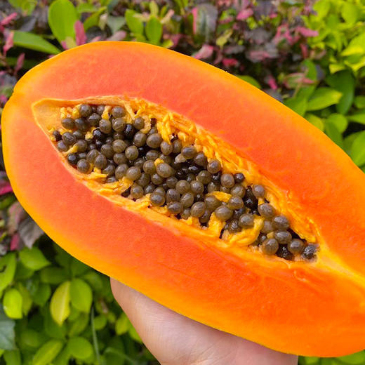 海南树上熟牛奶红心木瓜 商品图1