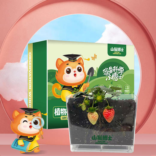 19.9秒❗️植物观察盒6种植物 山猫博士儿童植物观察窗 种子发芽生长宝宝种植迷你小盆栽幼儿绿植 商品图3
