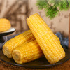 米知客香糯黄玉米内蒙古采摘真空锁鲜袋装粒粒金黄自然甜糯配料干净老人小孩放心吃 商品缩略图2